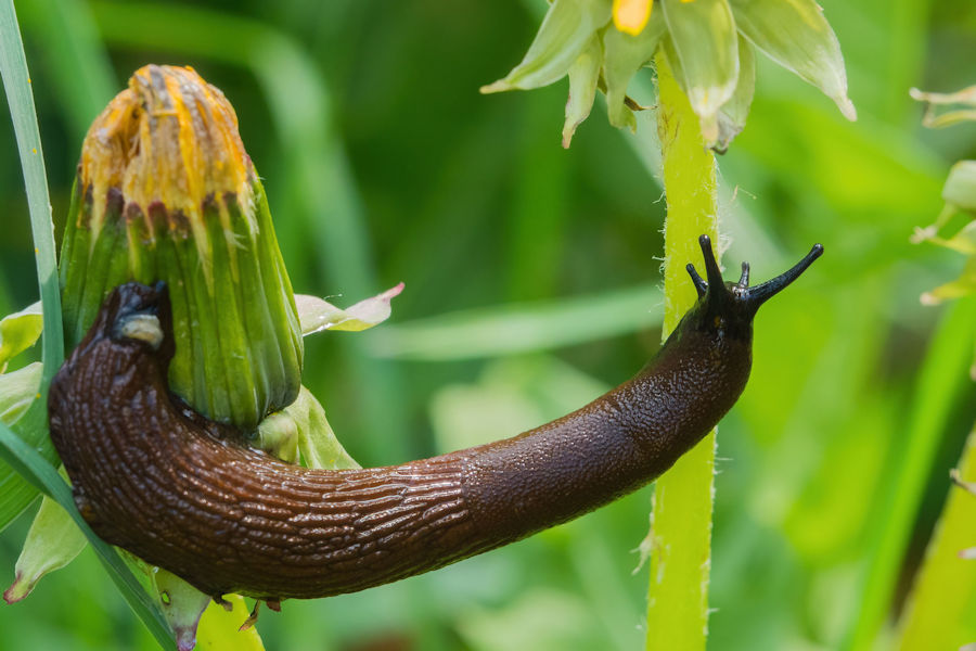 Schnecke an Löwenzahn