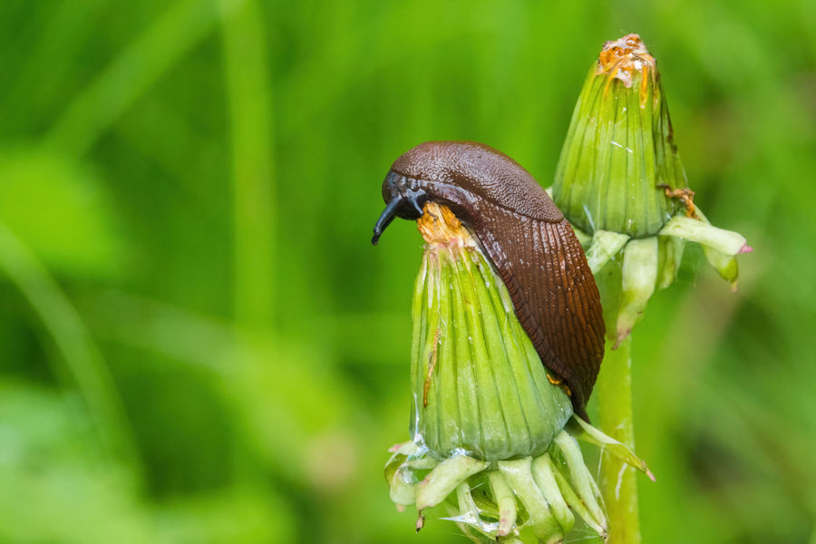 Schnecke auf einem Löwenzahn