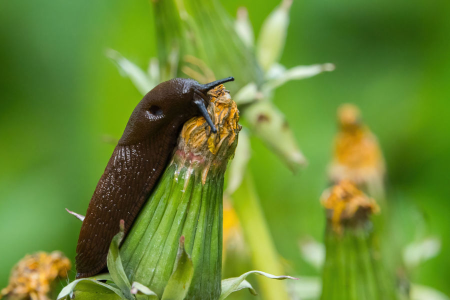 Schnecke auf einem Löwenzahn