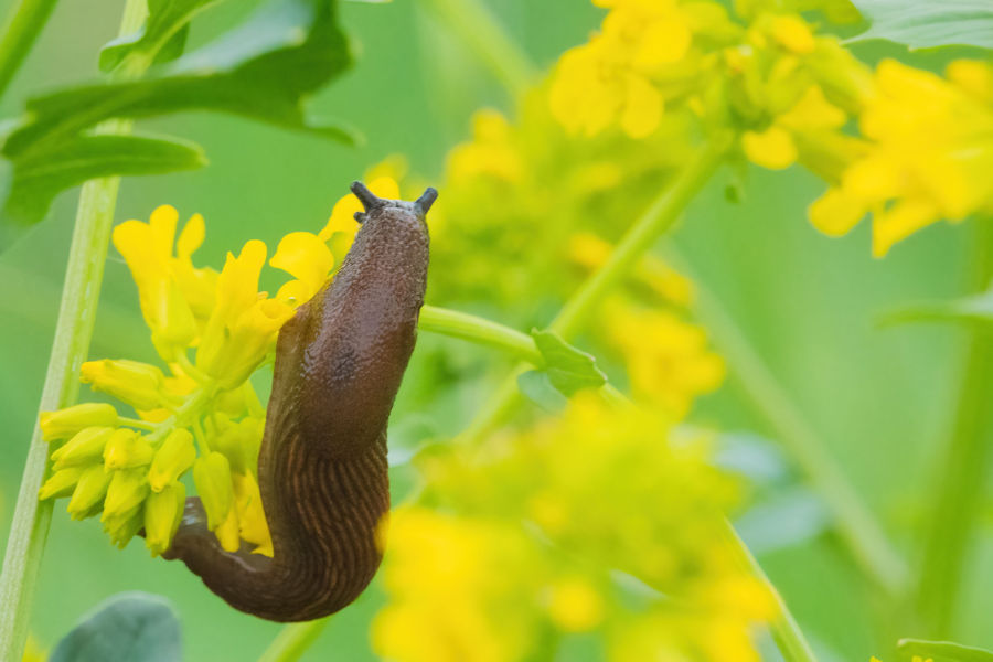 Schnecke im Raps