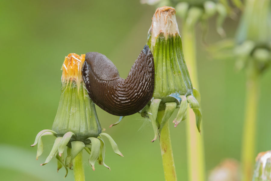 Schnecke zwischen zwei Löwenzahn
