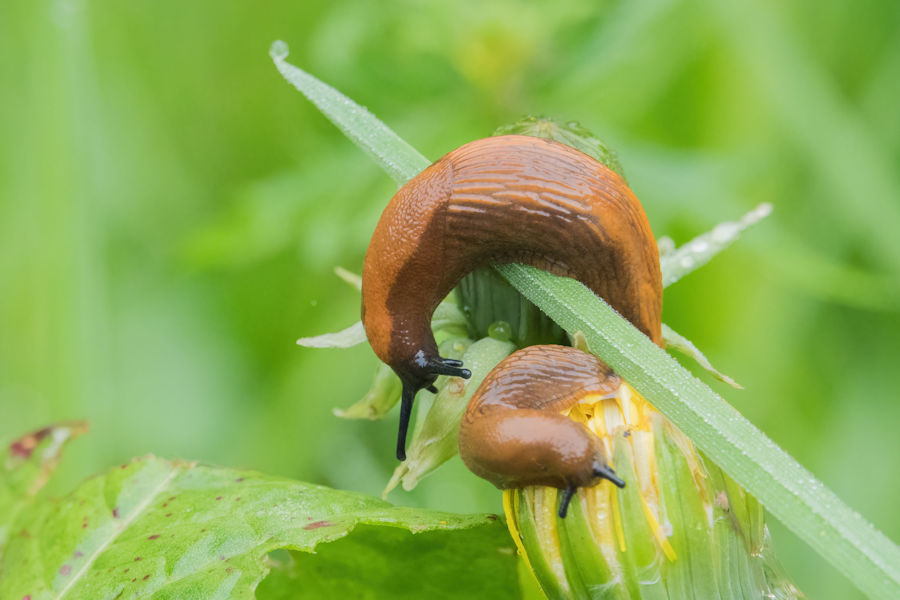 Schnecken auf einem Löwenzahn