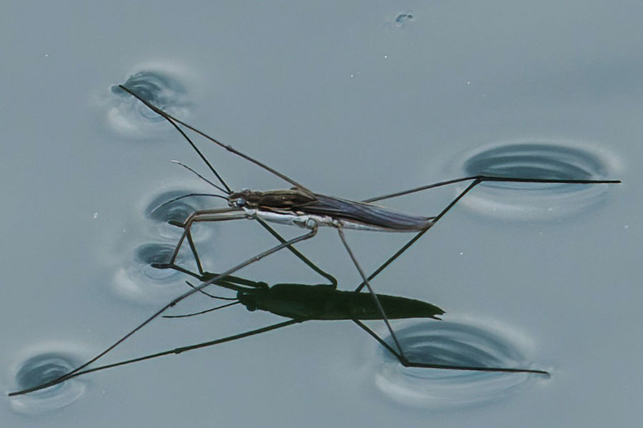 Wasserläufer