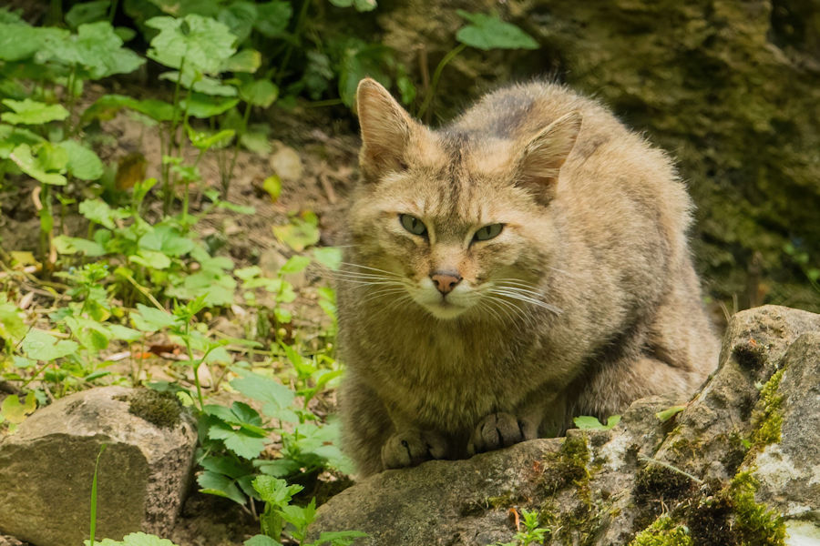 Wildkatze im Wildpark Bad Mergentheim