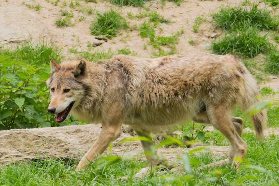 Wolf im Wildpark Bad Mergentheim