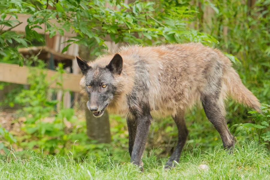 Wolf im Wildpark Bad Mergentheim