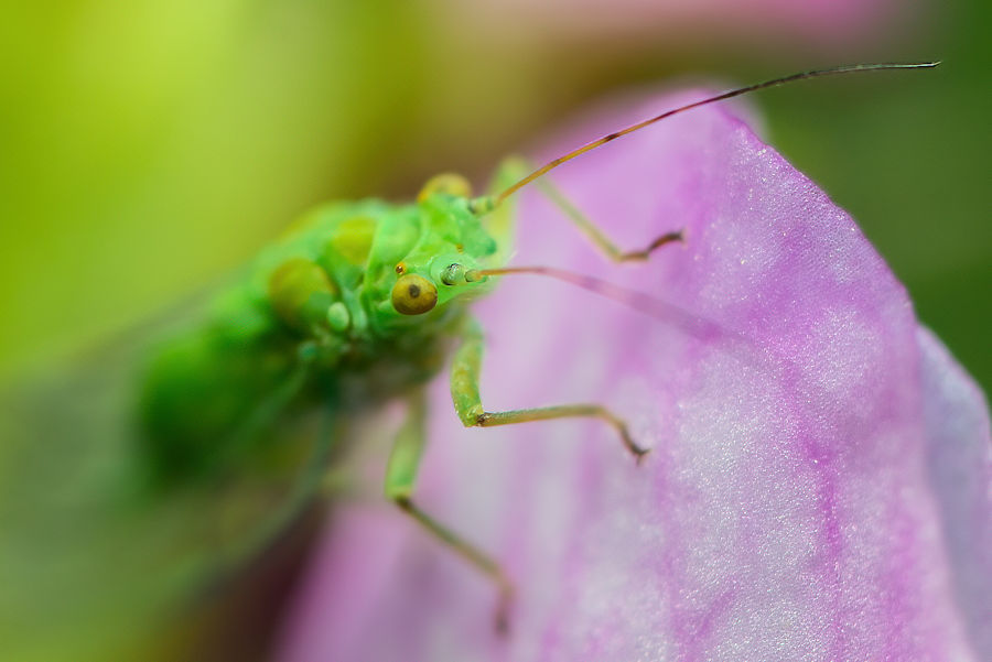 sehr kleines Insekt auf einer Blüte