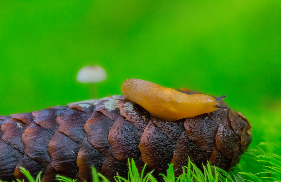 Schnecke auf Zapfen