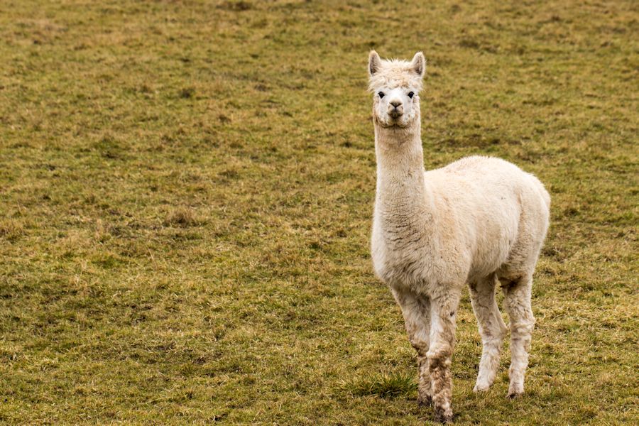 Alpaka (Lama)