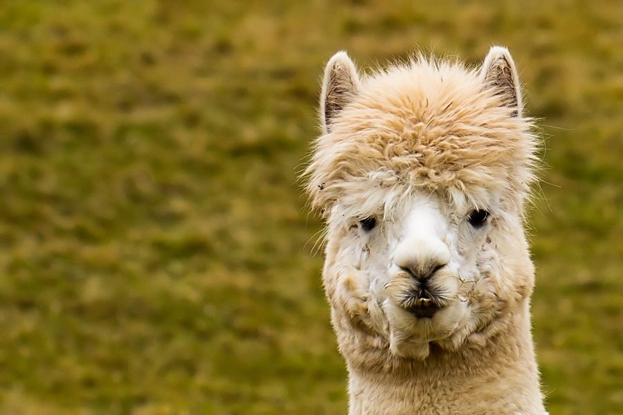 Alpaka Lama