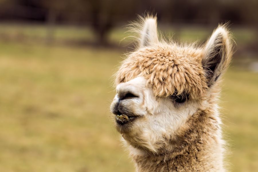 Alpaka Lama
