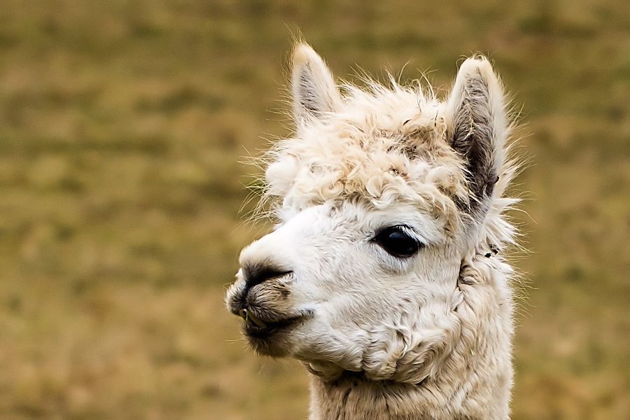 Alpaka Lama