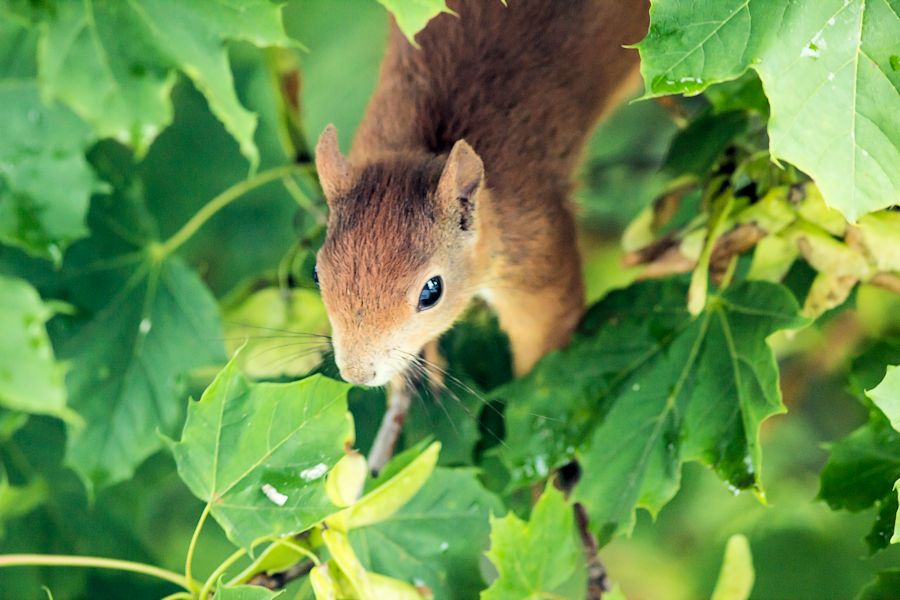 Eichhörnchen