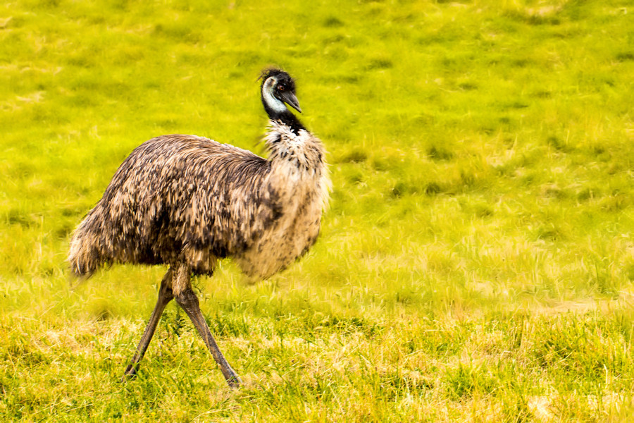 Emu