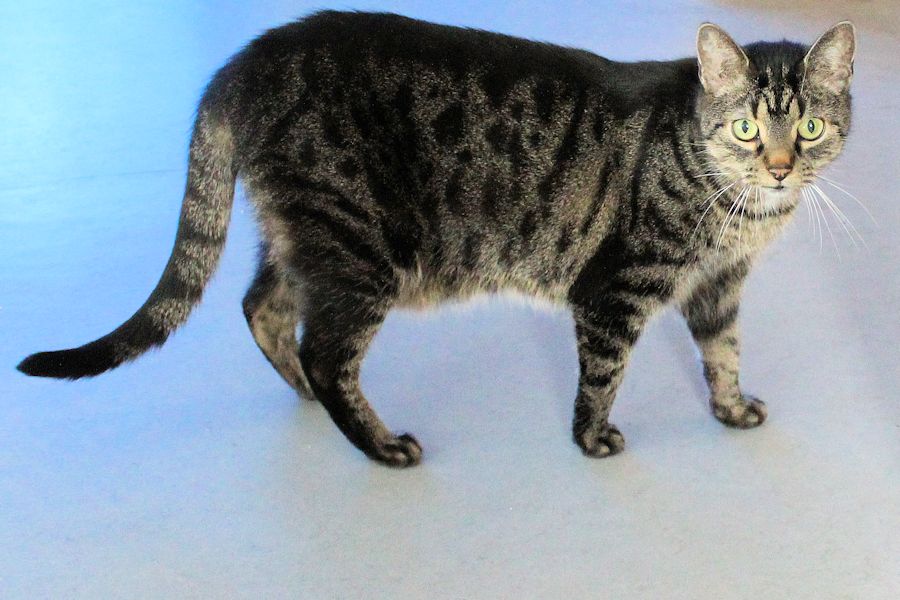 Frieda die Katze