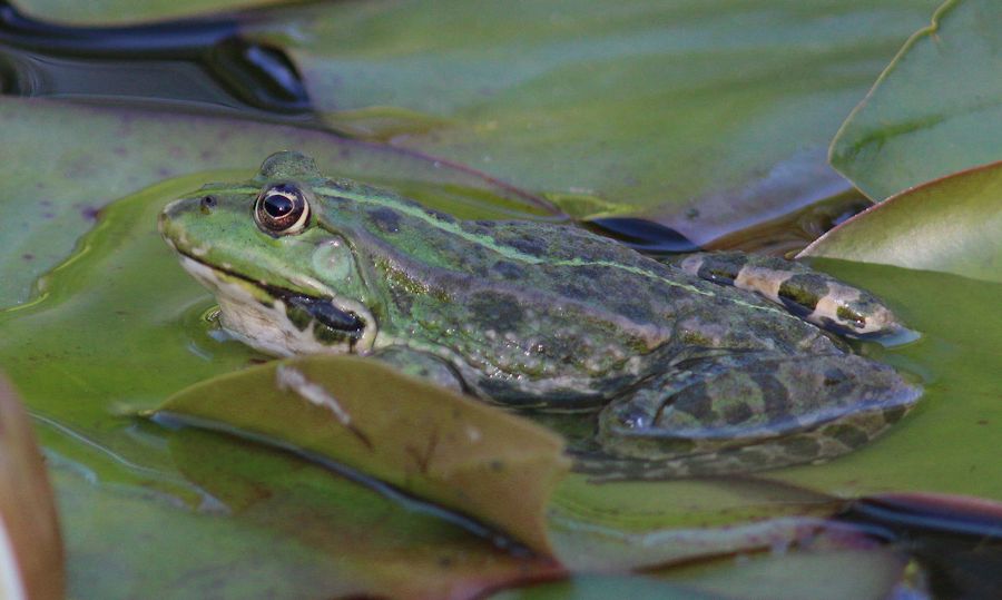 Frosch