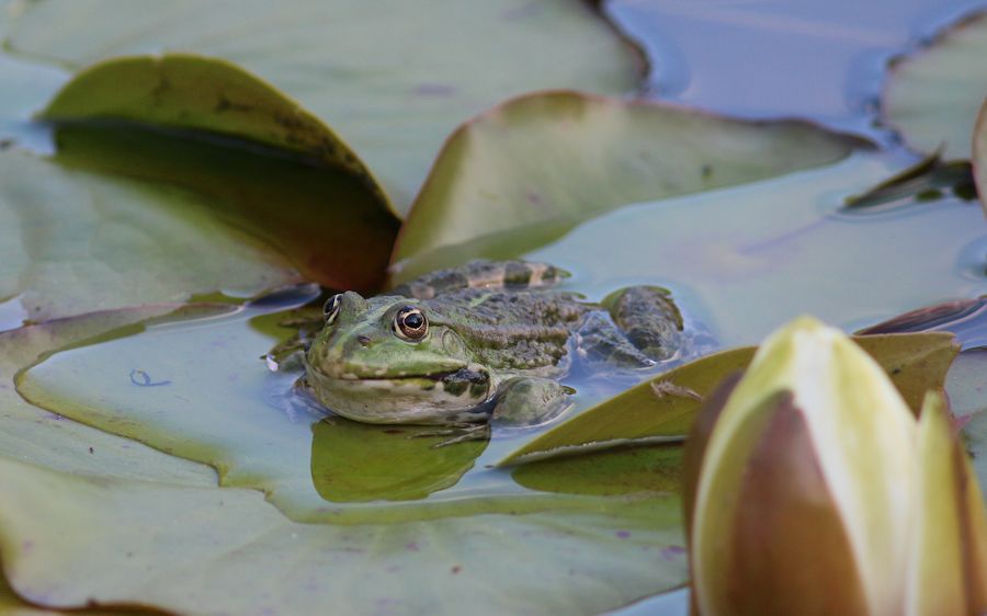Frosch