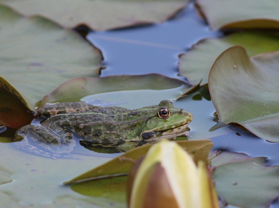 Frosch