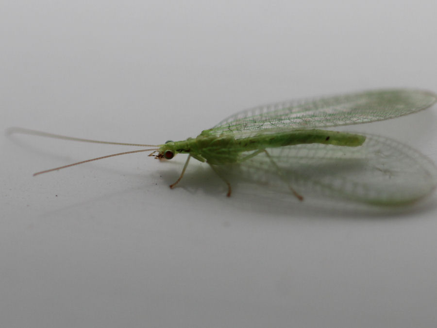 Gruenes fliegendes Tier