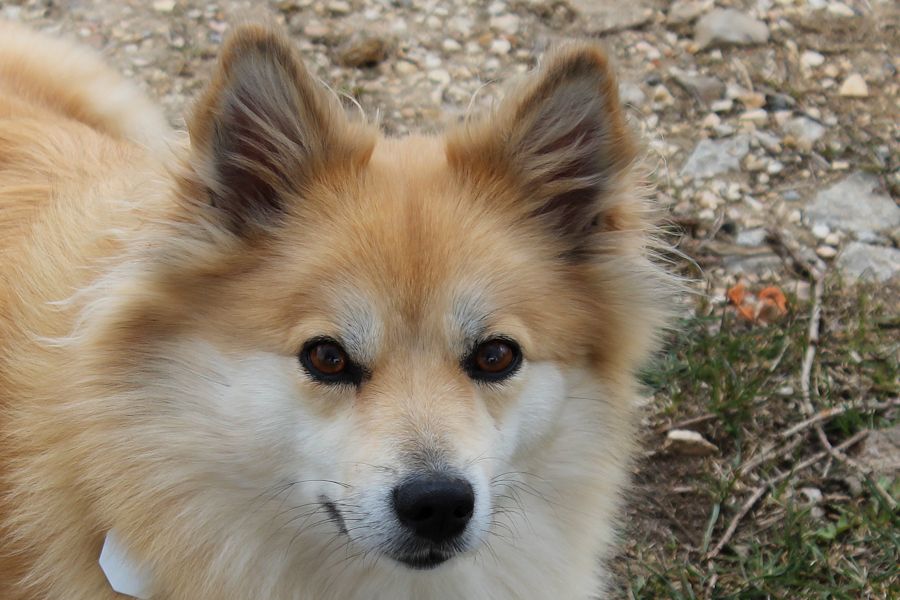 Irsa ein Spitz