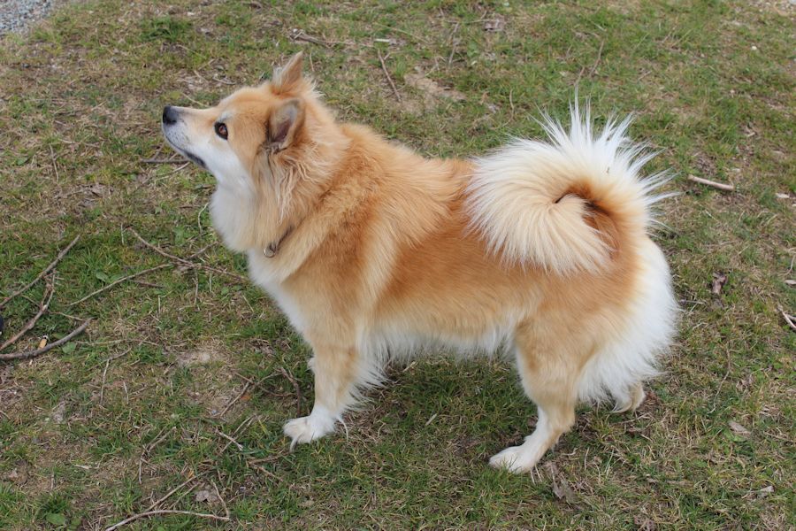 Irsa ein Spitz