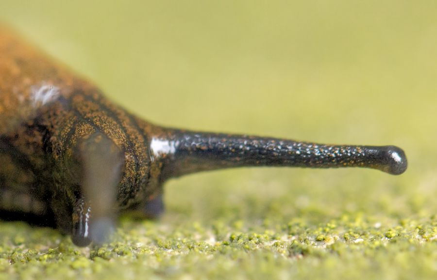 Kopf einer Schnecke