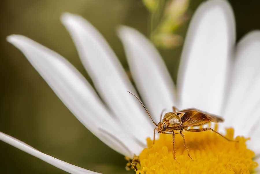 Margeriten mit Wanze