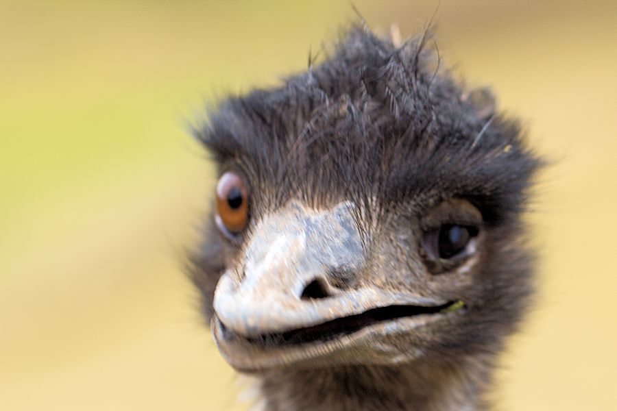 Nandu Emu