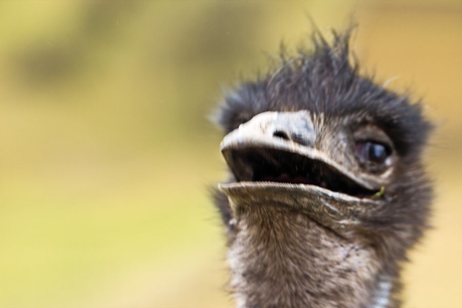 Nandu Emu