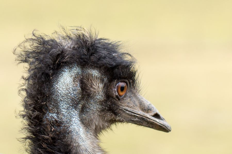 Nandu Emu