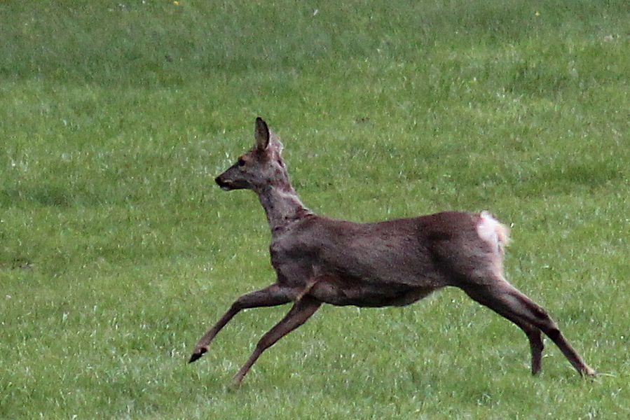 Reh
