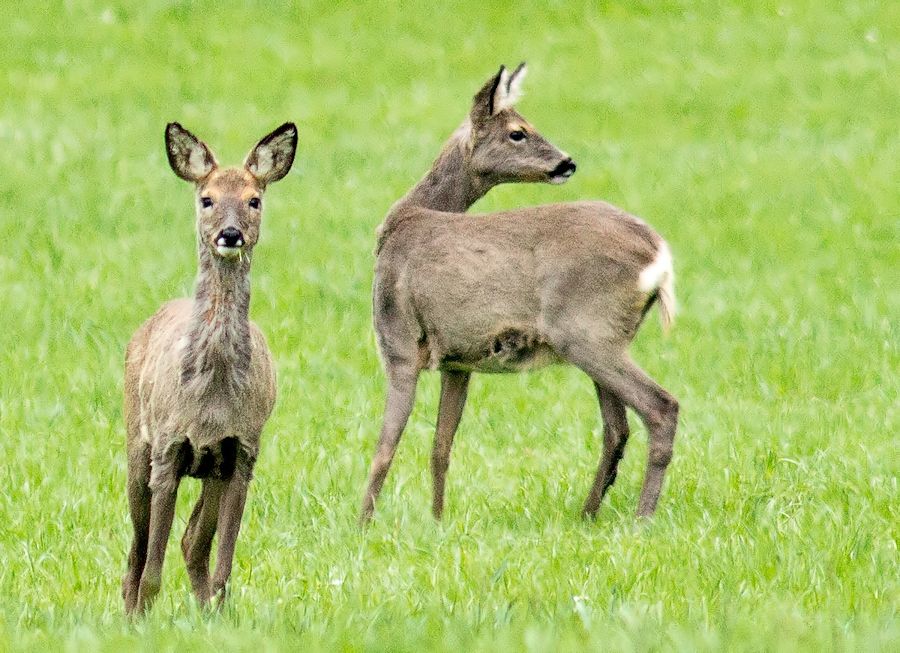 Rehe