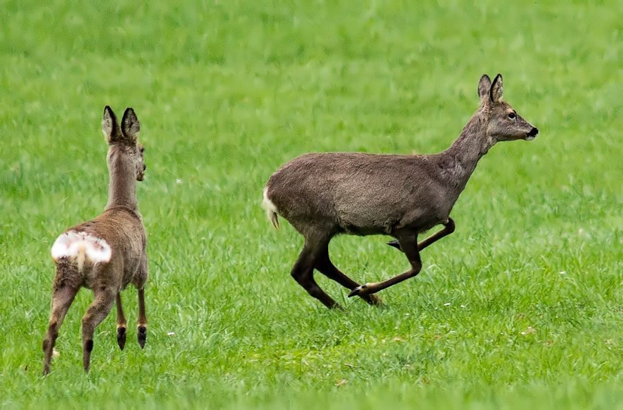 Rehe