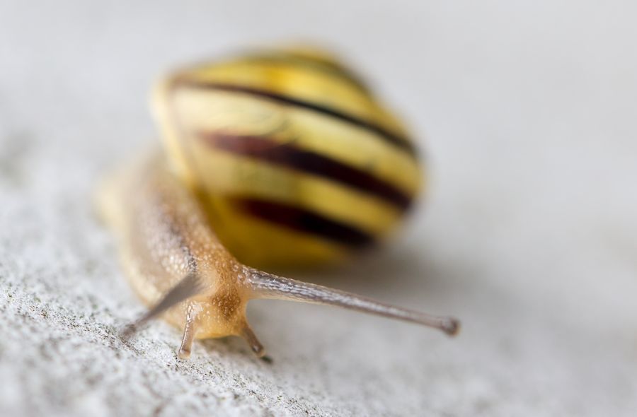 Schnecke