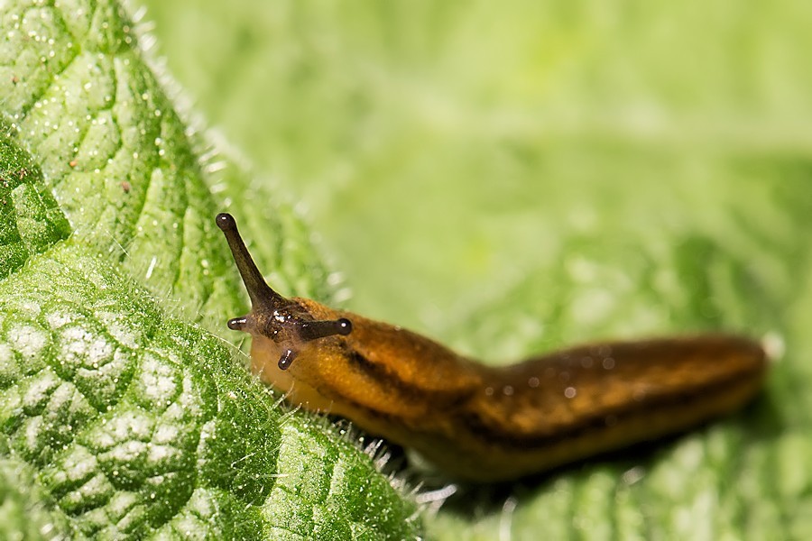 Schnecke
