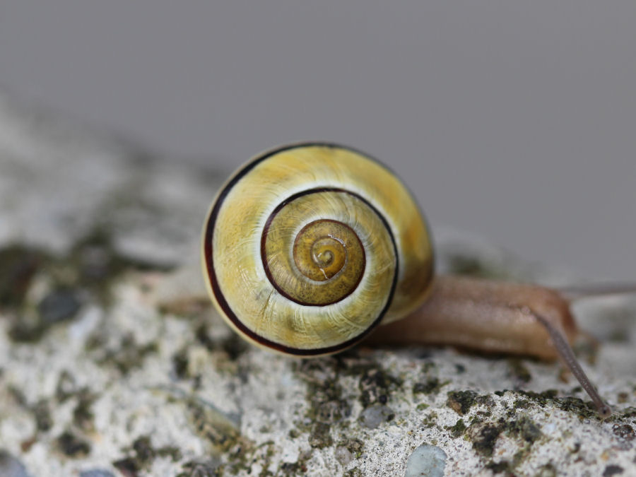 Schnecke