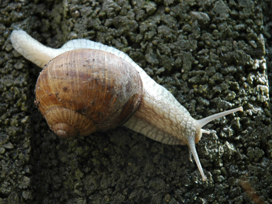 Schnecke