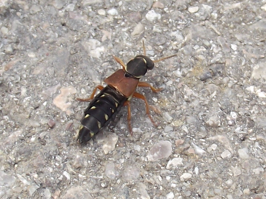 Tier hat Fluegel unter braunem Rueckenteil ca 5cm lang