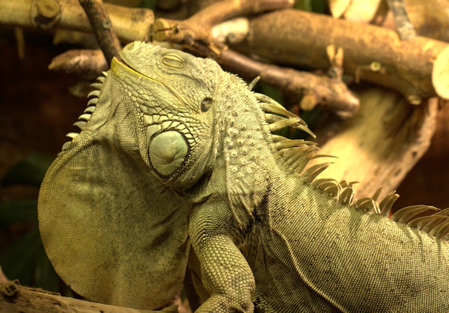 gruener Leguan