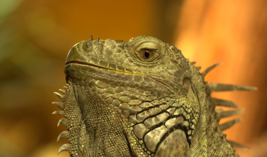 gruener Leguan
