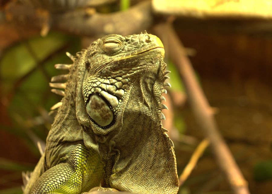 gruener Leguan
