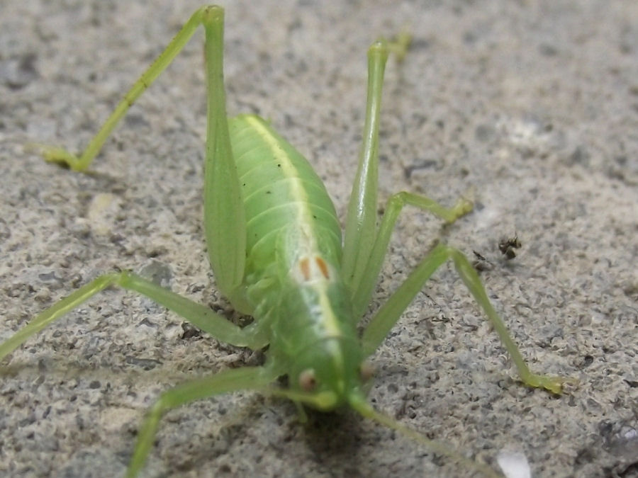 gruener huepfer
