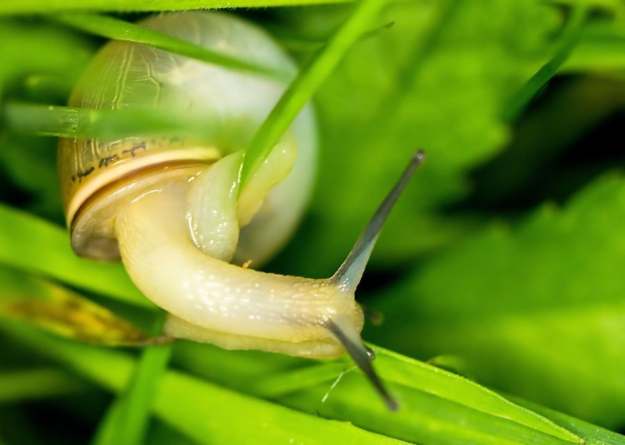 kleine Schnecke