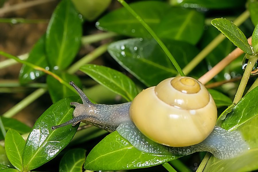 kleine Schnecke