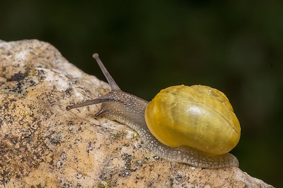 kleine Schnecke