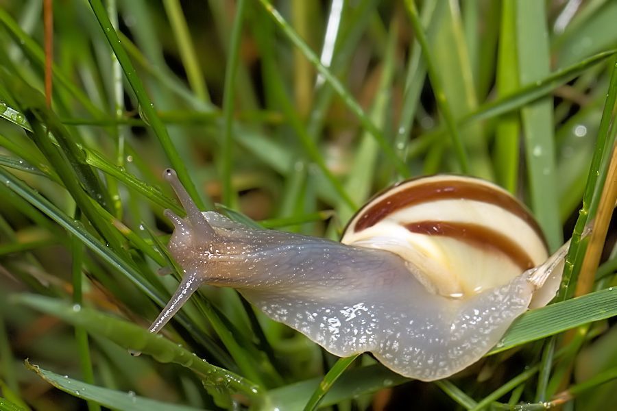 kleine Schnecke
