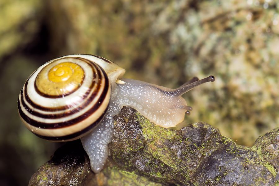 kleine Schnecke