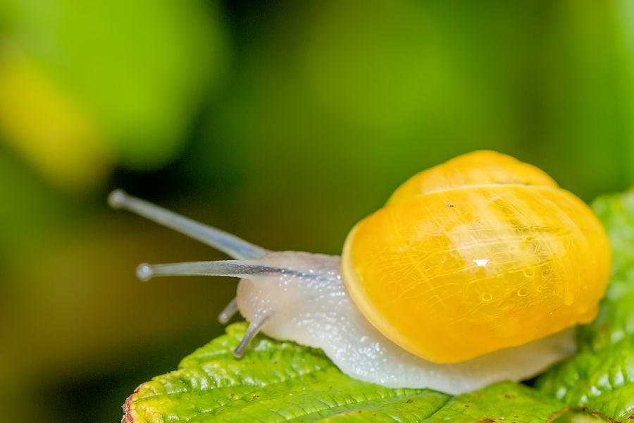 kleine Schnecke