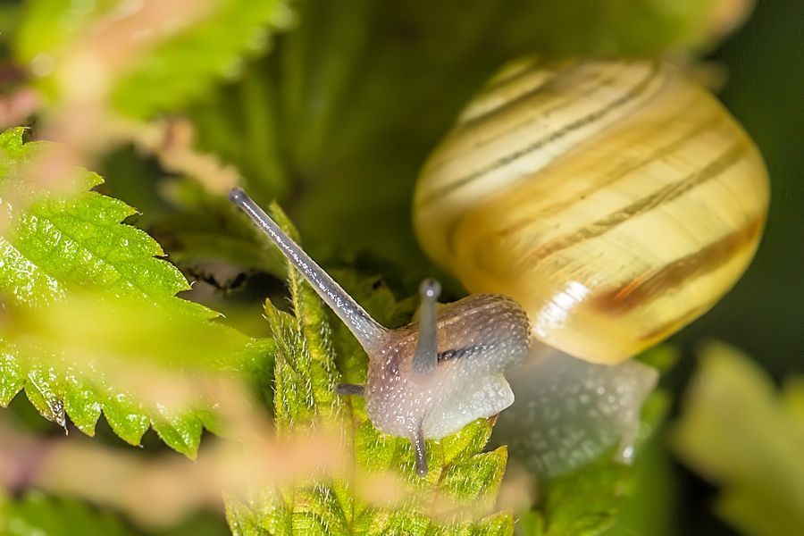 kleine Schnecke
