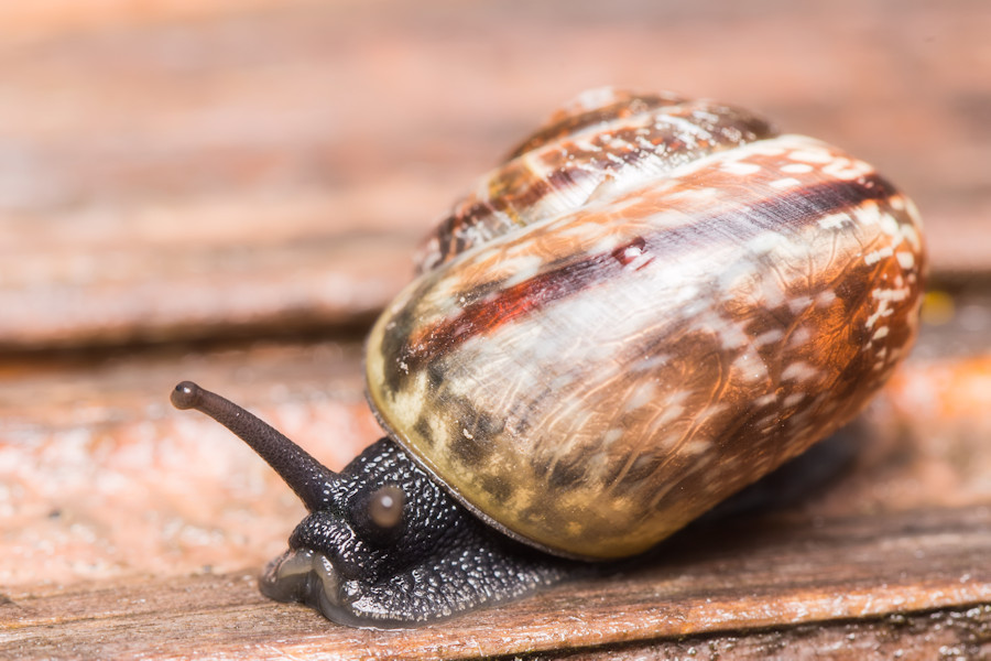 kleine Schnecke